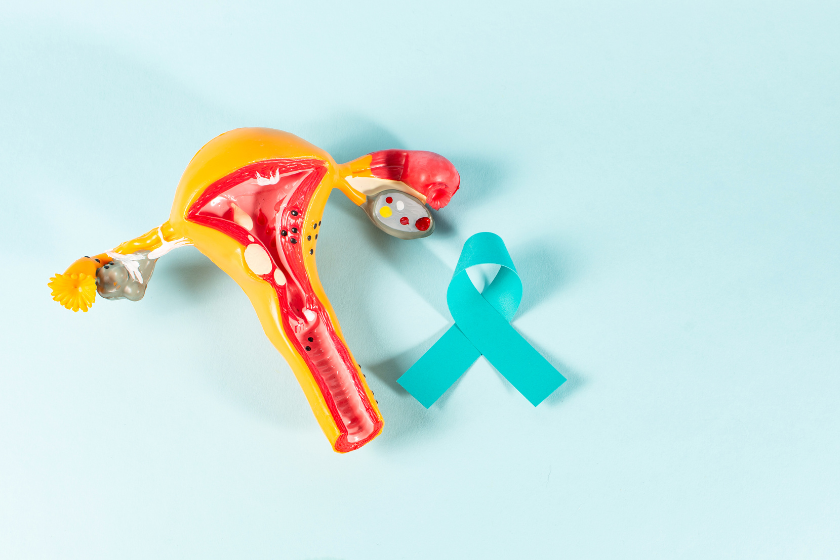 A 3D model of the female reproductive system with a teal ribbon next to it