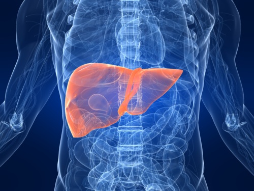 An illustration of an X-ray that highlights the liver