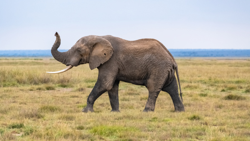 An elephant walking in the savannah