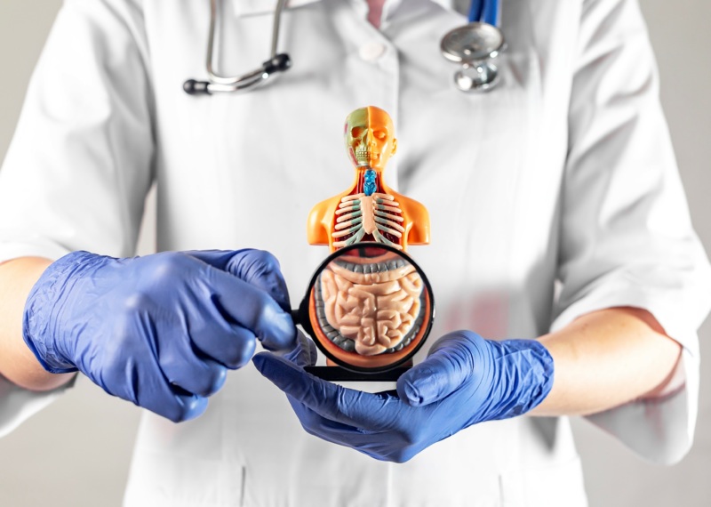 A doctor holds up a model of a person's internal organs with the intestines magnified